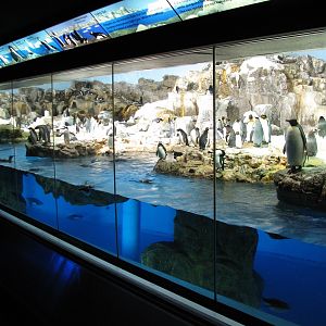 Penguin Encounter - Penguin Exhibit