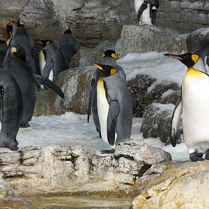 Penguin Encounter - Penguin Exhibit