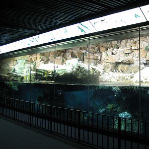 Penguin Encounter - Arctic Bird Exhibit