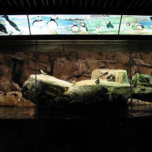 Penguin Encounter - Arctic Bird Exhibit