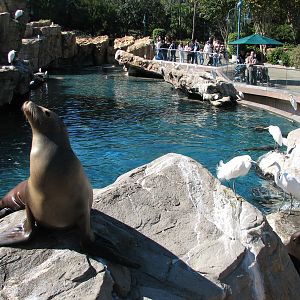 Pacific Point Preserve - California Sea Lion