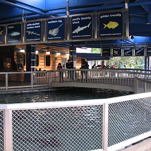 Shark Encounter - Outdoor Exhibit