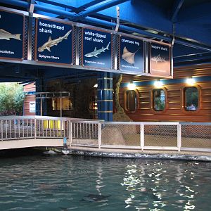 Shark Encounter - Outdoor Exhibit