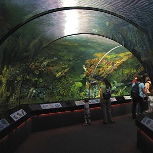 Shark Encounter - Coral Reef Exhibit