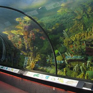 Shark Encounter - Coral Reef Exhibit