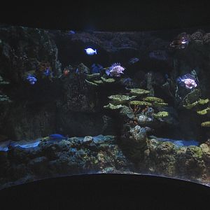 Shark Encounter - Lionfish Exhibit