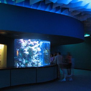 Shark Encounter - Leafy Sea Dragon Exhibit