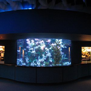 Shark Encounter - Leafy Sea Dragon Exhibit