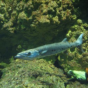 Shark Encounter - Barracuda