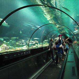 Shark Encounter - Main Shark Exhibit