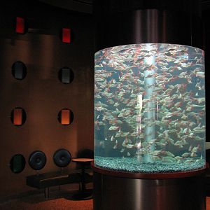 Sharks Underwater Grill - Bar with Goldfish Exhibit