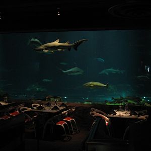 Sharks Underwater Grill - View Into Main Shark Encounter Exhibit