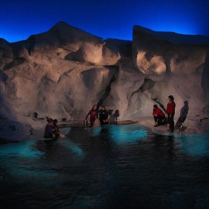 Wild Arctic - Beluga Whale Exhibit