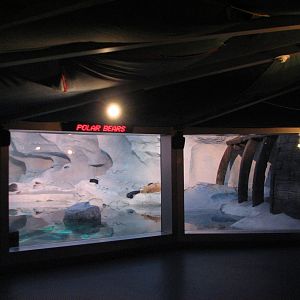 Wild Arctic - Polar Bear Exhibit Viewing Area