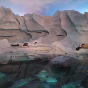 Wild Arctic - Polar Bear Exhibit