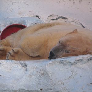 Wild Arctic - Polar Bear