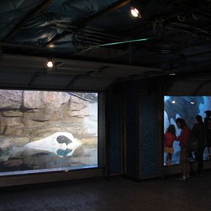Walrus Exhibit Viewing Area