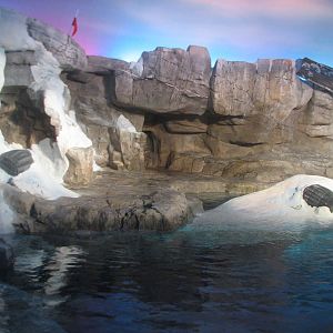 Wild Arctic - Walrus Exhibit