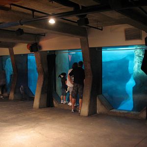 Wild Arctic - Walrus Exhibit Underwater Viewing Area