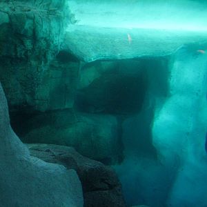 Wild Arctic - Walrus Exhibit Pool Interior