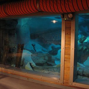 Wild Arctic - Polar Bear Exhibit Underwater Viewing Area