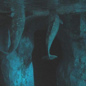 Wild Arctic - Beluga Whale Exhibit Underwater View