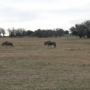 Wildebeest