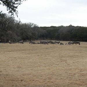 Wildebeest