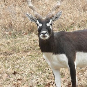 Blackbuck
