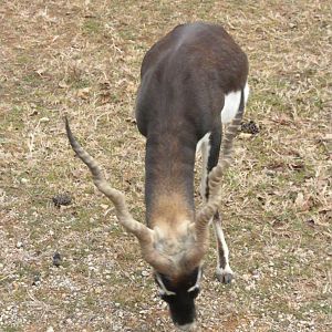 Blackbuck