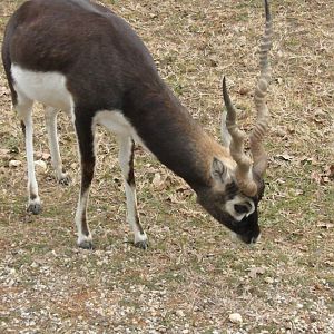 Blackbuck