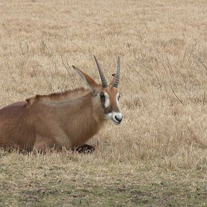 Roan Antelope