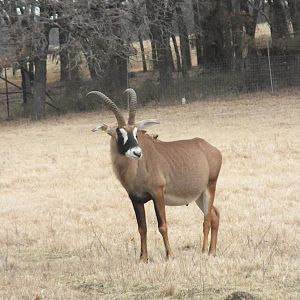 Roan Antelope