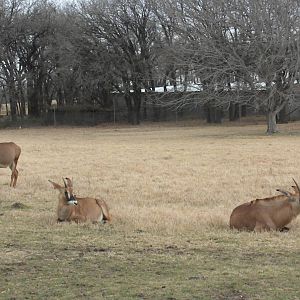 Roan Antelope
