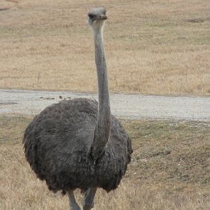 Ostrich