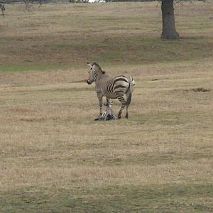 Hartmann's Mountain Zebra