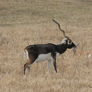 Blackbuck