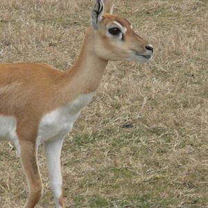 Blackbuck