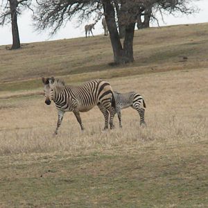 Hartmann's Mountain Zebra