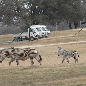 Hartmann's Mountain Zebra