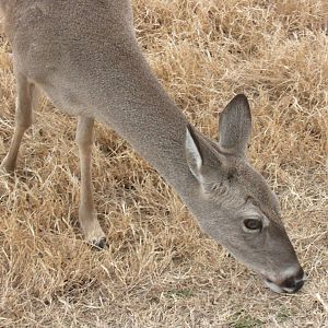 White Tailed Deer