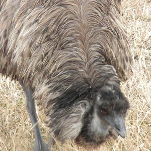 Emu