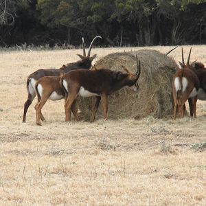 Sable Antelope