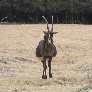Sable Antelope