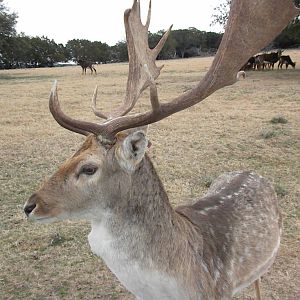 Fallow Deer