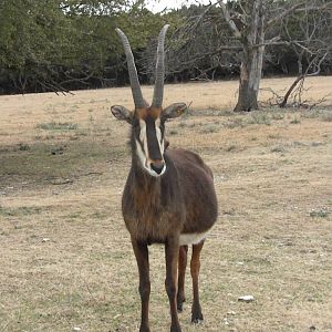 Sable Antelope
