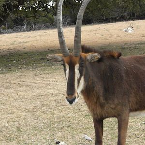 Sable Antelope