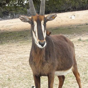 Sable Antelope