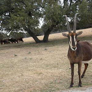 Sable Antelope