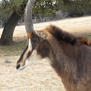 Sable Antelope